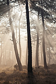 Der Kiefernwald in der Nähe des Cap Erquy im herbstlichen Morgennebel. Bretagne, Nordküste. Frankreich.