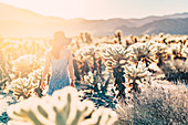 Frau bei Sonnenuntergang im Cholla Cactus Garden, Joshua Tree National Park, Kalifornien, USA, Nordamerika