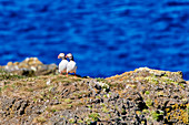 Papageientaucher (Puffin) auf Grímsey, Island