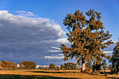 Baum im Herbst in Linum, Brandenburg, Deutschland