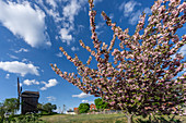 Cherry blossom, windmill, Werder Havelland, Potsdam Mittelmark, Brandenburg, Germany
