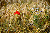 in the Gungoldinger Heide in the Altmuehltal, wheat field, poppy flower, fields, agriculture, North Upper Bavaria, Bavaria, Germany
