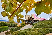 Vineyards in autumn, The City of Wine, Marques de Riscal winery, building by Frank O. Gehry, Elciego, Alava, Rioja Alavesa, Basque Country, Spain, Europe