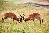 Uganda Kob (Kobus kob thomasi), males fighting. Queen Elizabeth National Park, Uganda, Africa.