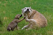 Wolf, Canis lupus, adult with cub