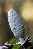 Specht- oder Elstern-Tintling (Coprinopsis picacea)