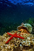 Mediterranean Triiton shell, Charonia lampas, and starfish (echinaster sepositus) Sardegna, Italy