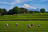 Japan, Honshu, Shizuoka, tea harvest at the feet of Mount Fuji