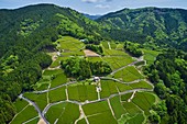 Japan, Honshu, Shizuoka, tea fields