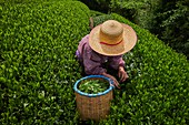 Japan, Honshu, Shizuoka, Teefelder, Teepflücken