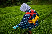 Japan, Honshu, Shizuoka, tea fields, tea picking