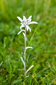Edelweiss (Leontopodium alpinum),