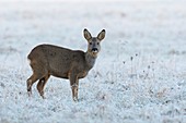 Western roe deer on meadow with hoarfrost, Roebuck, Winter, Germany, Europe