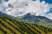 Avocadobäume wachsen auf einer Farm am Berghang in der Nähe von Sonsón, Departement Antioquia, Kolumbien