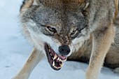 Nahaufnahme eines Grauwolfes (Canis lupus), der einen anderen Wolf im Schnee an einem Wildpark in Nordnorwegen anknurrt