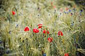 Mohnblumen und Kornblumen mit Regentropfen im Gerstenfeld, Bringhausen, Edertal, Waldeck-Frankenberg, Hessen, Deutschland, Europa