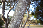 Tree trunk near Hearst San Simeon State Park, California, USA.