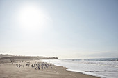 Seagulls on the beach at Hearst San Simeon State Park in the early morning, California, USA.