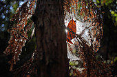 Trockener Nadelbaum mit Spinnweben im Gegenlicht, Big Sur State Park, Kalifornien, USA.
