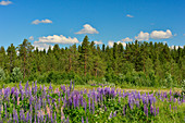 Lupins and pine forest near Vilhelmina, Norrbottens Län, Sweden