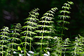 Close up of horsetail in the forest, Lövasen, Norrbottens Län, Sweden