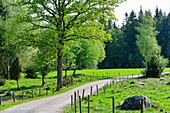 Abgelegene Strasse durch Wald und Felder, bei Långaryd, Halland, Schweden