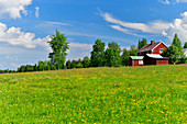 Large flower meadow with a red house and trees, near Överkalix, Norrbottens Län, Sweden
