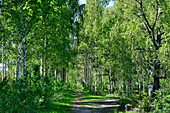 A hiking trail leads through the birch forest, Örebro Province, Sweden