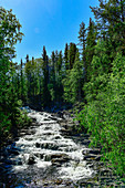 Eine Stromschnelle im Österdalälven, umgeben von Wald, Älvdalen, Dalarna, Schweden