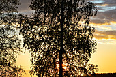 Die Silhouette einer Birke vor dem Sonnenuntergang, Särna, Dalarna, Schweden