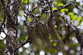 Lichen in the tree shows good air quality, near Ytterturingen, Härjedalen, Sweden