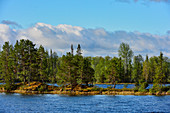 Kiefern, Fichten und Birken am Ufer des Avaträsksjön, Provinz Västerborrland, Schweden