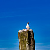 Wor de seagulls yelling gell int Stormgebrus, oystercatcher in Dorum, Lower Saxony, Germany