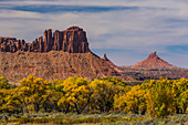 Herbstliche Frémonts Pappeln(Populus fremontii), mit Sandstein-Mesas, im Indian Creek National Monument, ehemals Teil des Bears Ears National Monument, Süd-Utah, USA
