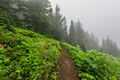 Wanderung durch eine subalpine Wildblumenwiese auf dem Weg zum Mount Townsend in der Buckhorn Wilderness, Olympic National Forest, Bundesstaat Washington, USA