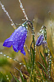 Bluebells-of-Scotland, Campanula rotundifolia, on a misty morning on Mount Townsend in the Buckhorn Wilderness, Olympic National Forest, Washington State, USA