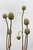 Weiße Pasqueflower (Anemone occidentalis, auch bekannt als westliche Pasqueflower), Samenköpfe unmittelbar nach der Blüte auf dem Mount Townsend in der Buckhorn Wilderness, Olympic National Forest, Bundesstaat Washington, USA