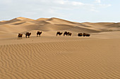 Eine Gruppe von Trampeltieren in den Sanddünen von Hongoryn Els in der Wüste Gobi im Nationalpark Gobi Gurwan Saichan in der Südmongolei