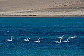 Whooper swans (Cygnus cynus) swimming on Shar Nurr Lake in the Altai Mountains near the city of Ulgii (Ölgii) in the Bayan-Ulgii Province in western Mongolia.