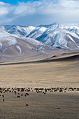 A herd of sheep grazing in a valley of the Altai Mountains near the city of Ulgii (Ölgii) in the Bayan-Ulgii Province in western Mongolia.