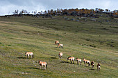 Eine Gruppe von Przewalski-Pferden (Takhi), eine vom Aussterben bedrohte Art, im Nationalpark Chustain Nuruu, Mongolei