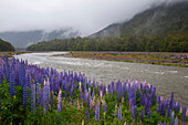 Lupinen, eine eingeführte Art, blühen im Fjordland-Nationalpark auf der Südinsel in Neuseeland