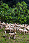 Die Schaffarm der Familie Shand in den Marlborough Sounds der Südinsel in Neuseeland