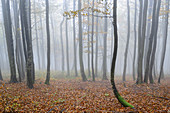 Ukraine, Region Transkarpatien, Karpaten, Wald, Borschava, Herbstwald im Morgennebel