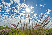 Sky and plants