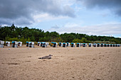 Sitzendende Möwe am Strand, Strandkörbe, Wald im Hintergrund bewölkter Himmel, Usedom, Mecklenburg-Vorpommern, Deutschland
