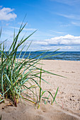 Baltic Sea beach in Bansin Dune grass in the foreground. Summer sky with light cloud cover, Usedom, Mecklenburg-Western Pomerania, Germany