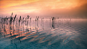 Spiegelnde Wolken und Schilf bei Sonnenaufgang am Starnberger See, Bayern, Deutschland