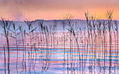 Schilf bei Sonnenaufgang am Starnberger See, Bayern, Deutschland