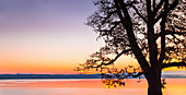 Kahler Baum als Silhouette bei Sonnenaufgang am Starnberger See, Bernried, Bayern, Deutschland